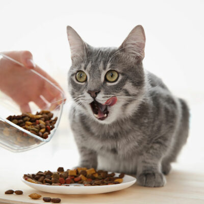 DIY Cat Treats Using Just 3 Ingredients