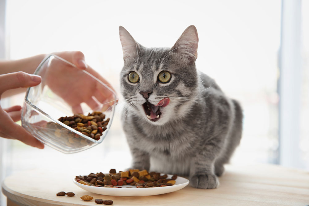 DIY Cat Treats Using Just 3 Ingredients