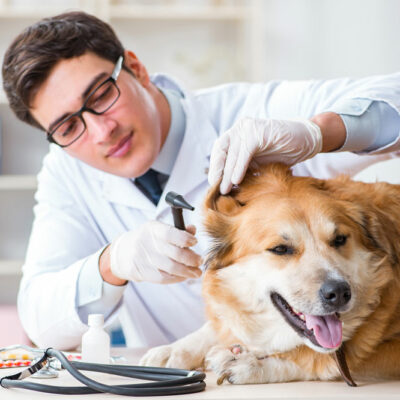 Effective Oils and Remedies for Tick and Flea Treatment