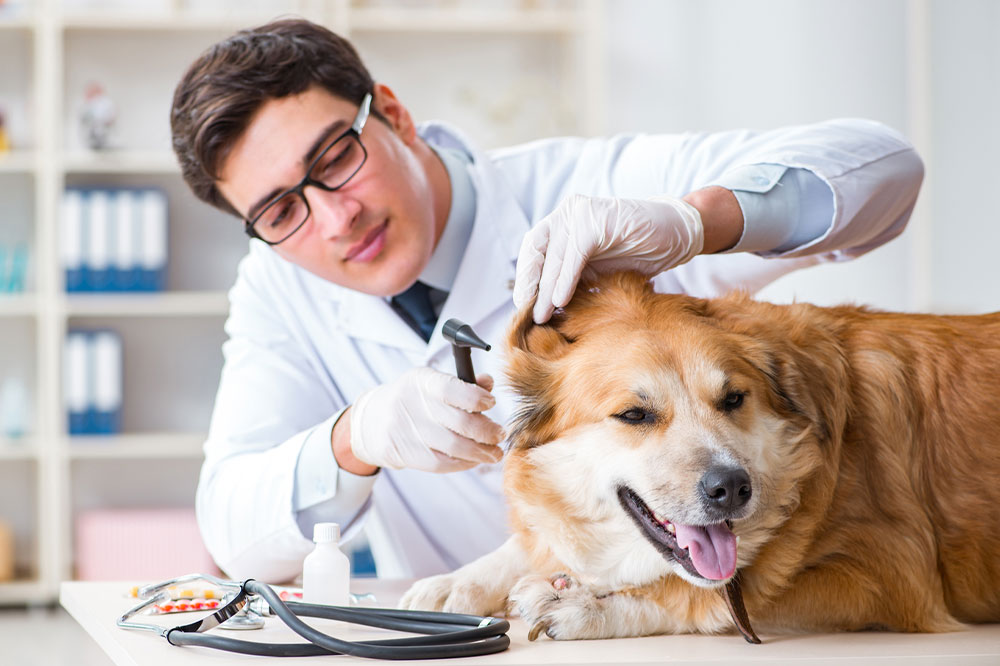 Effective Oils and Remedies for Tick and Flea Treatment